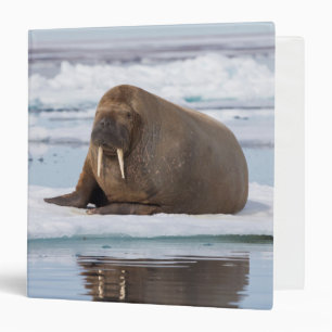 Classeur Morse se reposant sur la glace, Norvège