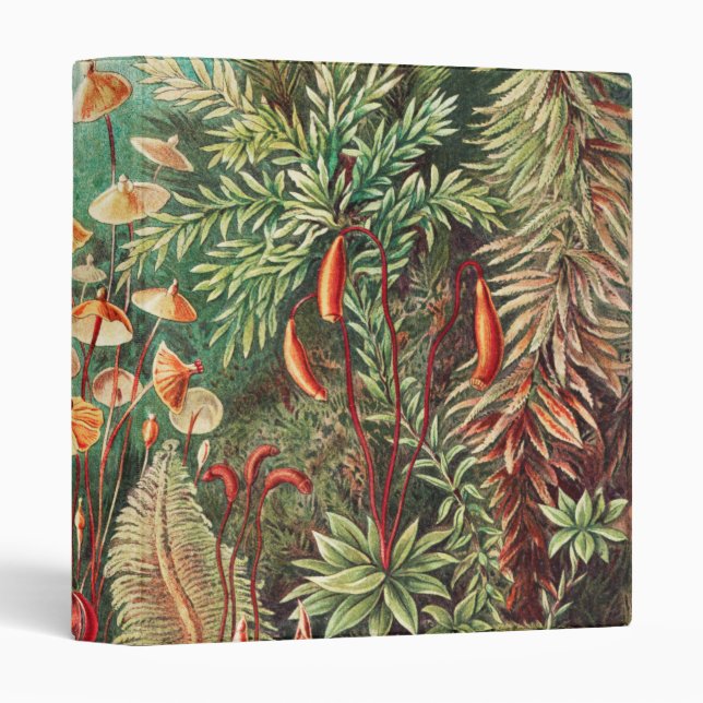 Classeur Mosses, Muscinae Laubmoose par Ernst Haeckel (Devant/Côté)