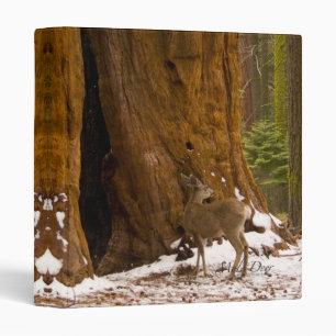 Classeur Mule Deer