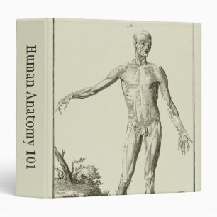 Classeur Muscles Antiques, Anatomie Humaine par Denis Dider