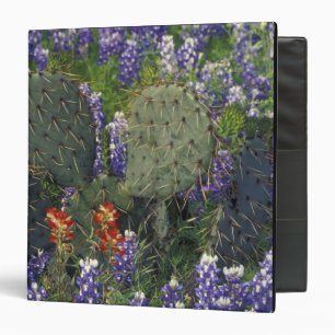Classeur N.A., États-Unis, Texas, Cactus entouré de