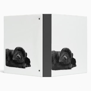 Classeur noir de chiot de laboratoire