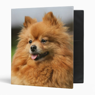 Classeur Observation de Pomeranian