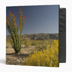 Classeur Ocotillo et séné du désert