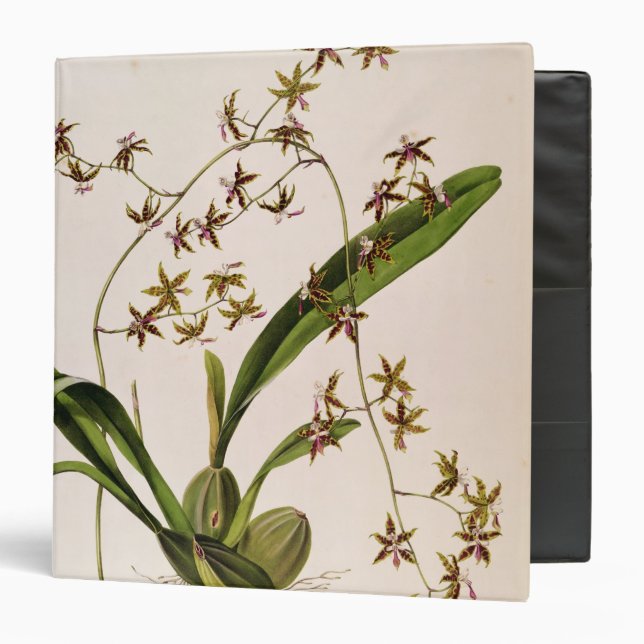 Classeur Odontoglossum Hastatum (Devant/Intérieur)