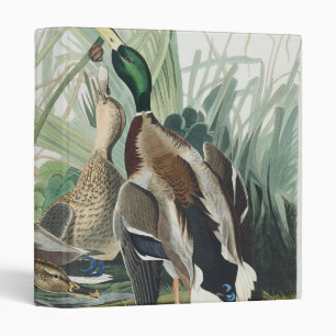 Classeur Œuvre d'art faunique sur le canard colvert d'Audub
