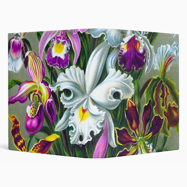 Classeur Orchidées Ernst Haeckel Fine Art (Arrière-plan)