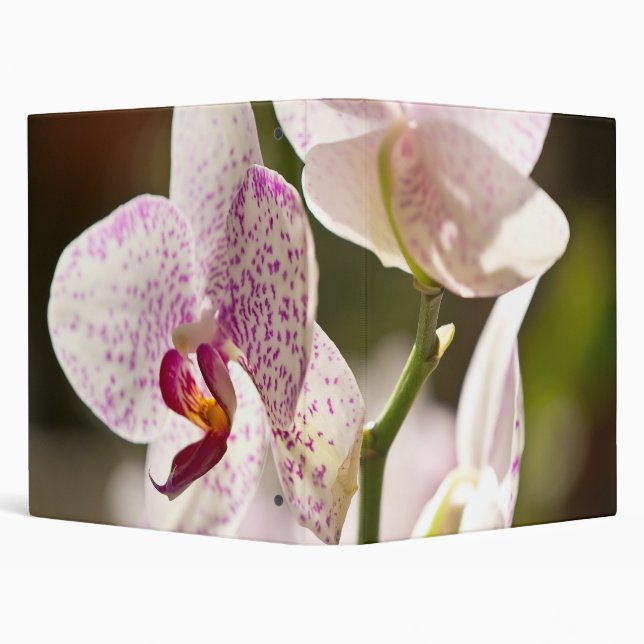 Classeur Orchidées par Shirley Taylor (Arrière-plan)