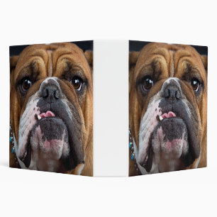 Classeur Oreillers à lancer de Bulldog anglais