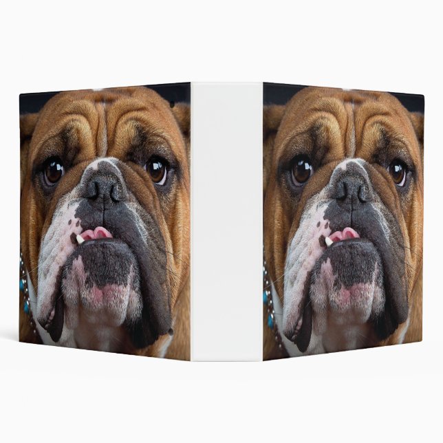 Classeur Oreillers à lancer de Bulldog anglais (Arrière-plan)