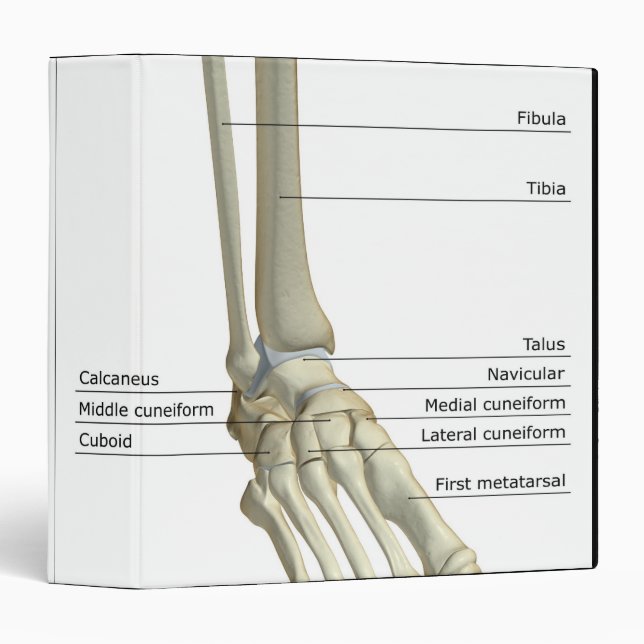 Classeur Os du pied 6 (Devant/Côté)