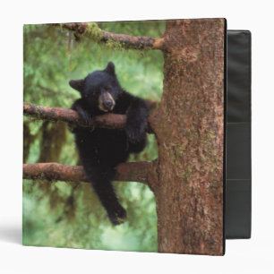Classeur ours noir, Ursus americanus, ourson dans un arbre