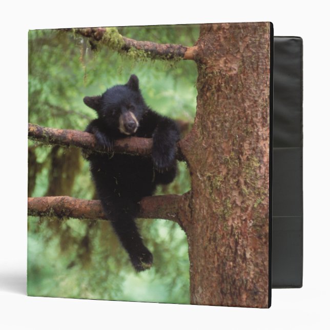 Classeur ours noir, Ursus americanus, ourson dans un arbre (Devant/Intérieur)