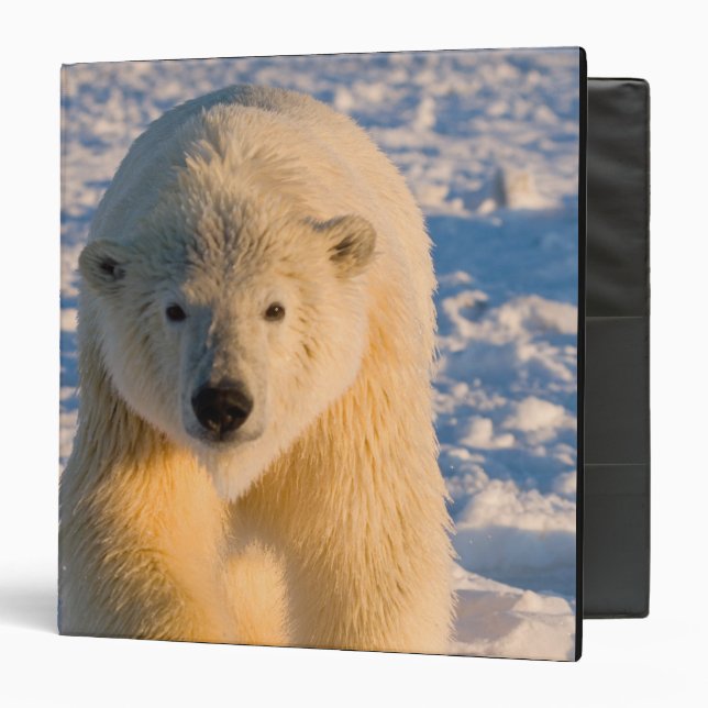 Classeur ours polaire, Ursus maritimus, ours polaire sur gl (Devant/Intérieur)