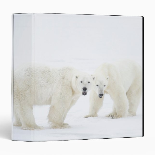 Classeur Ours polaires debout sur la neige après avoir joué (Devant/Côté)