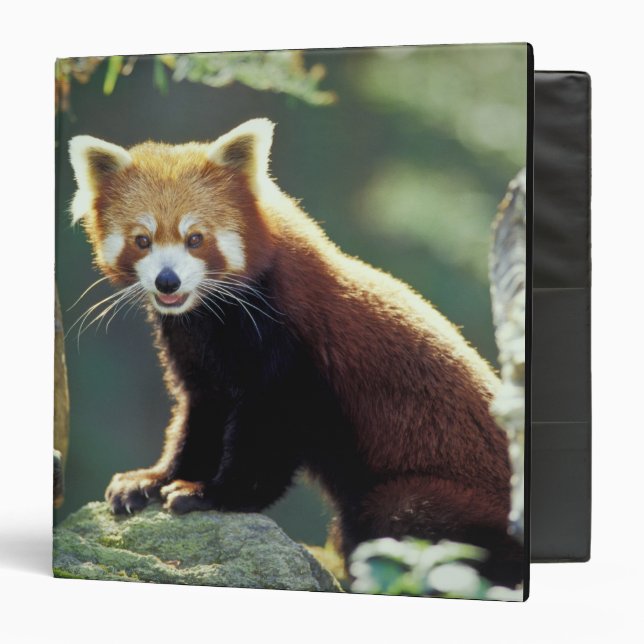 Classeur Panda rouge Ailurus fulgens) (Devant/Intérieur)