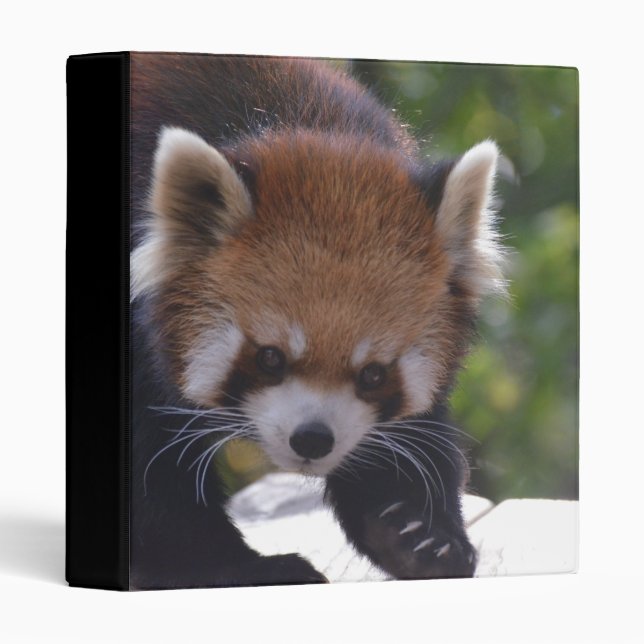 Classeur Panda rouge de vagabondage (Devant/Côté)
