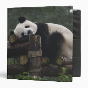 Classeur Pandas géants au centre de protection des pandas g