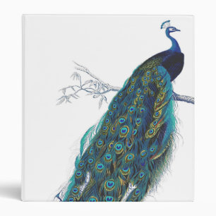 Classeur Paon bleu avec de belles plumes de queue
