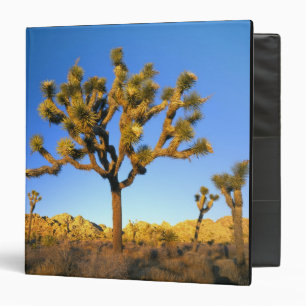 Classeur Parc national de Joshua Tree, Californie. États-Un