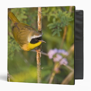 Classeur Paruline masquée (Geothlypis trichas) mâle,