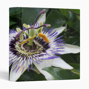 Classeur Passiflora - Photographie florale