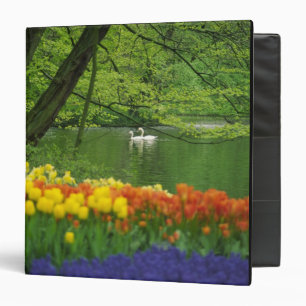 Classeur Pays-Bas, Lisse. Des cygnes blancs sur l'étang au 