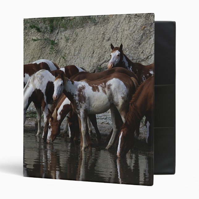 Classeur Peignez le boire de chevaux (Devant/intérieur)