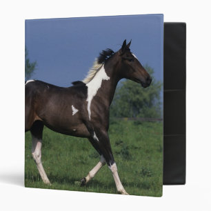 Classeur Peignez le cheval courant 2