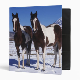 Classeur Peignez les chevaux se tenant dans la neige