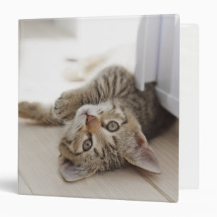 Classeur Petit chaton mignon