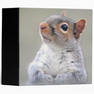 Classeur Petit écureuil gris doux et souple