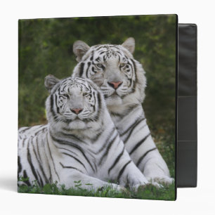 Classeur phase blanche, Tigre du Bengale, Tigris