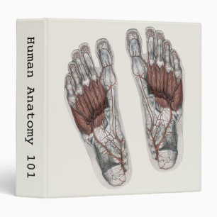 Classeur Pied d'anatomie humaine vintage Podologie Empreint