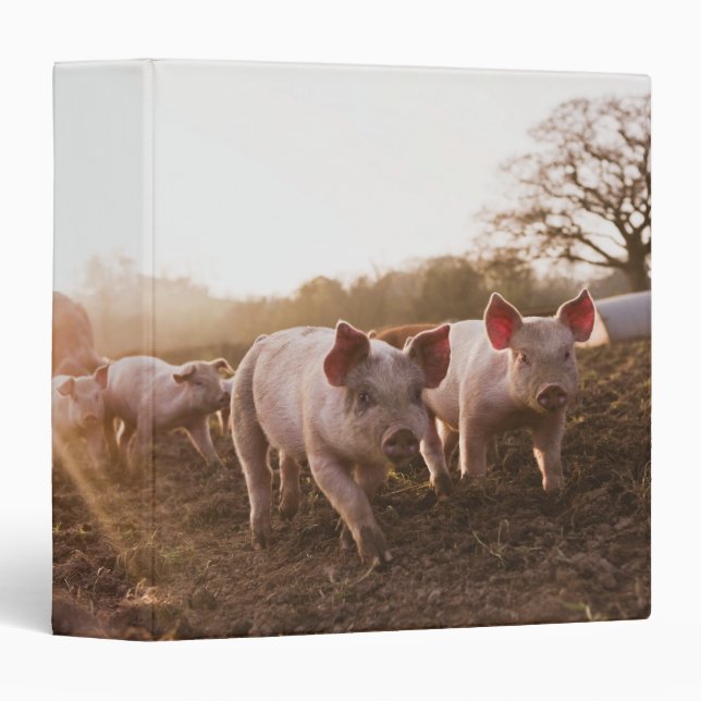 Classeur Piglets à Barnyard (Devant/Côté)