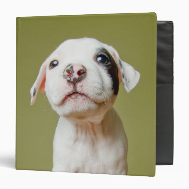 Classeur Pitbull avec l'oeil repéré par noir (Devant/Intérieur)