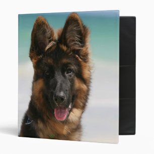 Classeur Plage aux cheveux longs de berger allemand