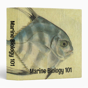 Classeur Poisson Alectis indicus, Carangue à trois épines v