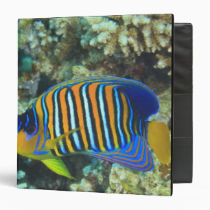 Classeur Poisson-ange royal juvénile Pygoplites