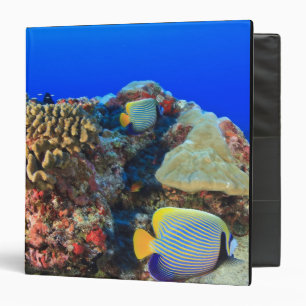 Classeur Poisson-ange royal Pygoplites diacanthus),