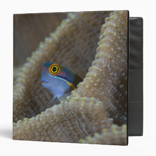 Classeur poisson Blennie (Blenniidae) sortant sa tête