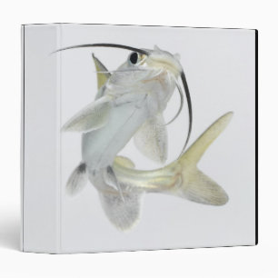 Classeur Poisson-chat de mer de Tete (seemanni de