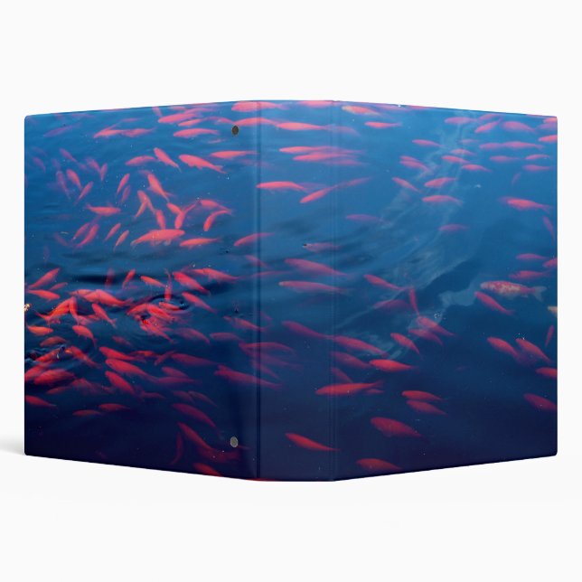 Classeur Poisson d'or nager dans l'étang fixe (Arrière-plan)