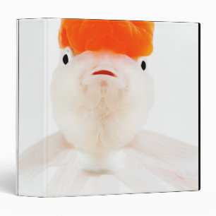 Classeur Poisson rouge à tête blanche (Carassius auratus)