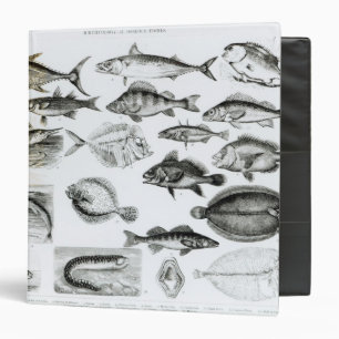 Classeur Poissons osseux d'ichtyologie
