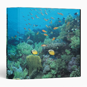 Classeur Poissons tropicaux nageant au-dessus du récif