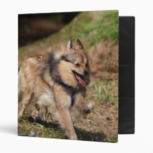 Classeur Pomeranian fonctionnant avec le harnais dessus