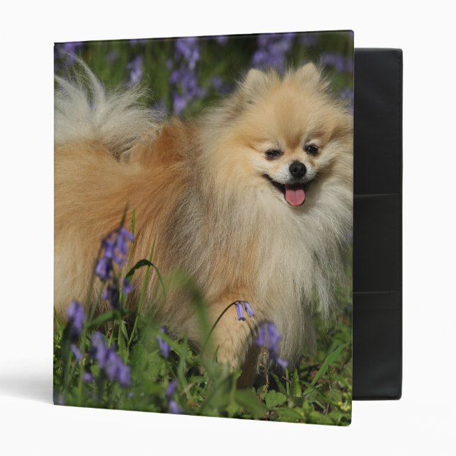 Classeur Pomeranian regardant l'appareil-photo dans les (Devant/intérieur)