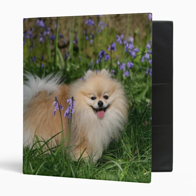 Classeur Pomeranian se tenant regardant l'appareil-photo (Devant/intérieur)