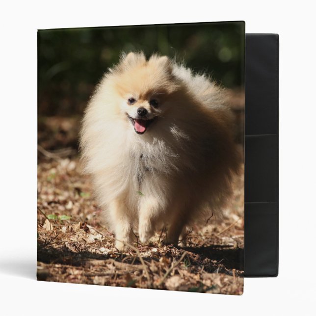 Classeur Pomeranian trottant dans le feuille tombé (Devant/intérieur)
